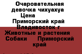 Очаровательная девочка чихуахуа › Цена ­ 15 000 - Приморский край, Владивосток г. Животные и растения » Собаки   . Приморский край